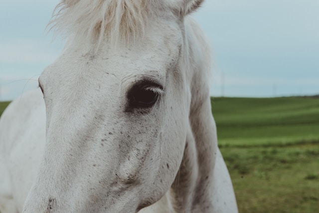 Paard